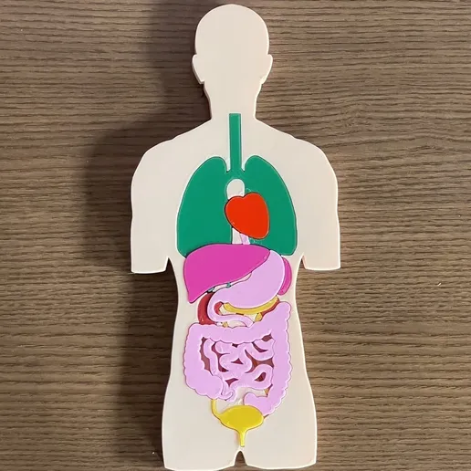 ANATOMY EDUCATIONAL PUZZLE FOR KIDS