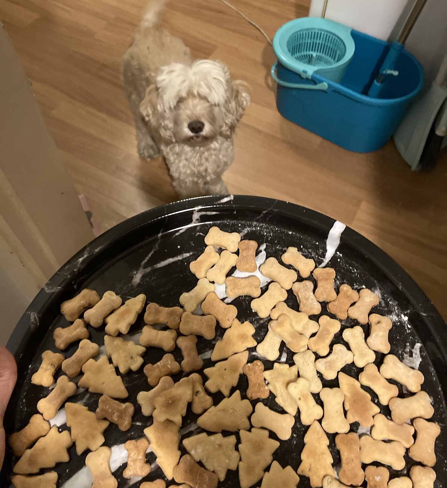 Dog Bone Cookie cutter