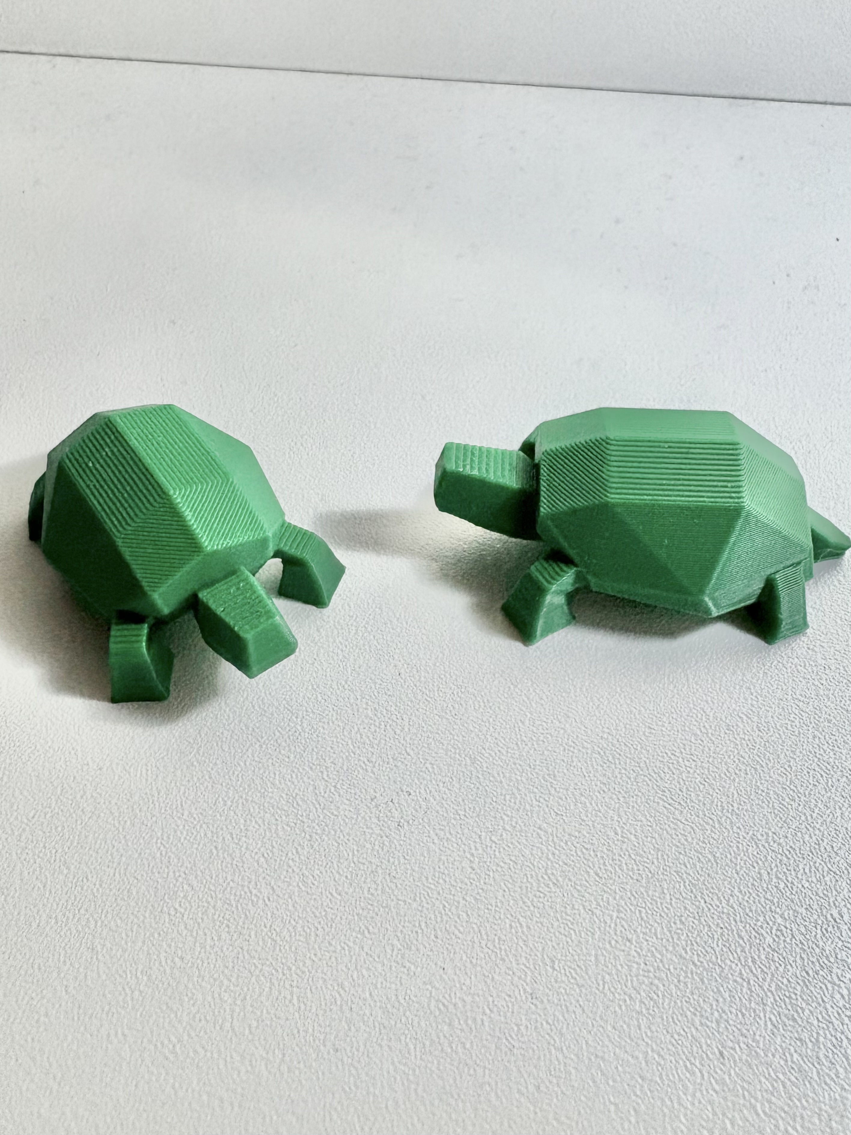 Cute Turtle