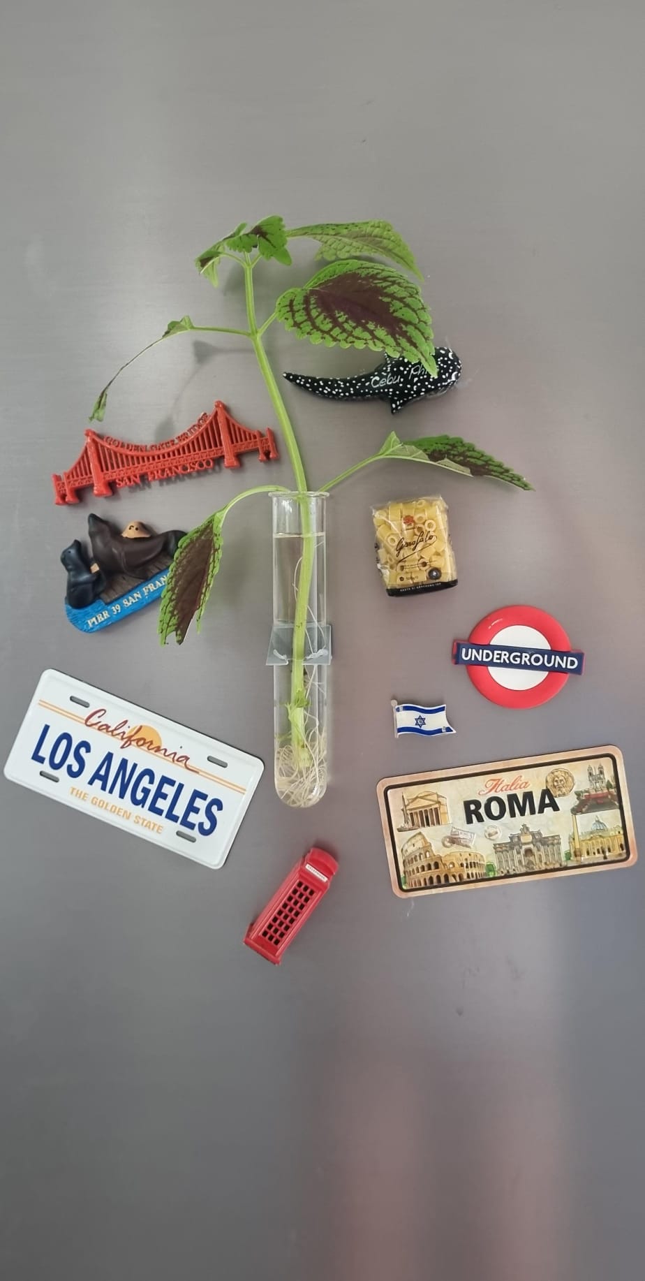 Fridge Plant Holder