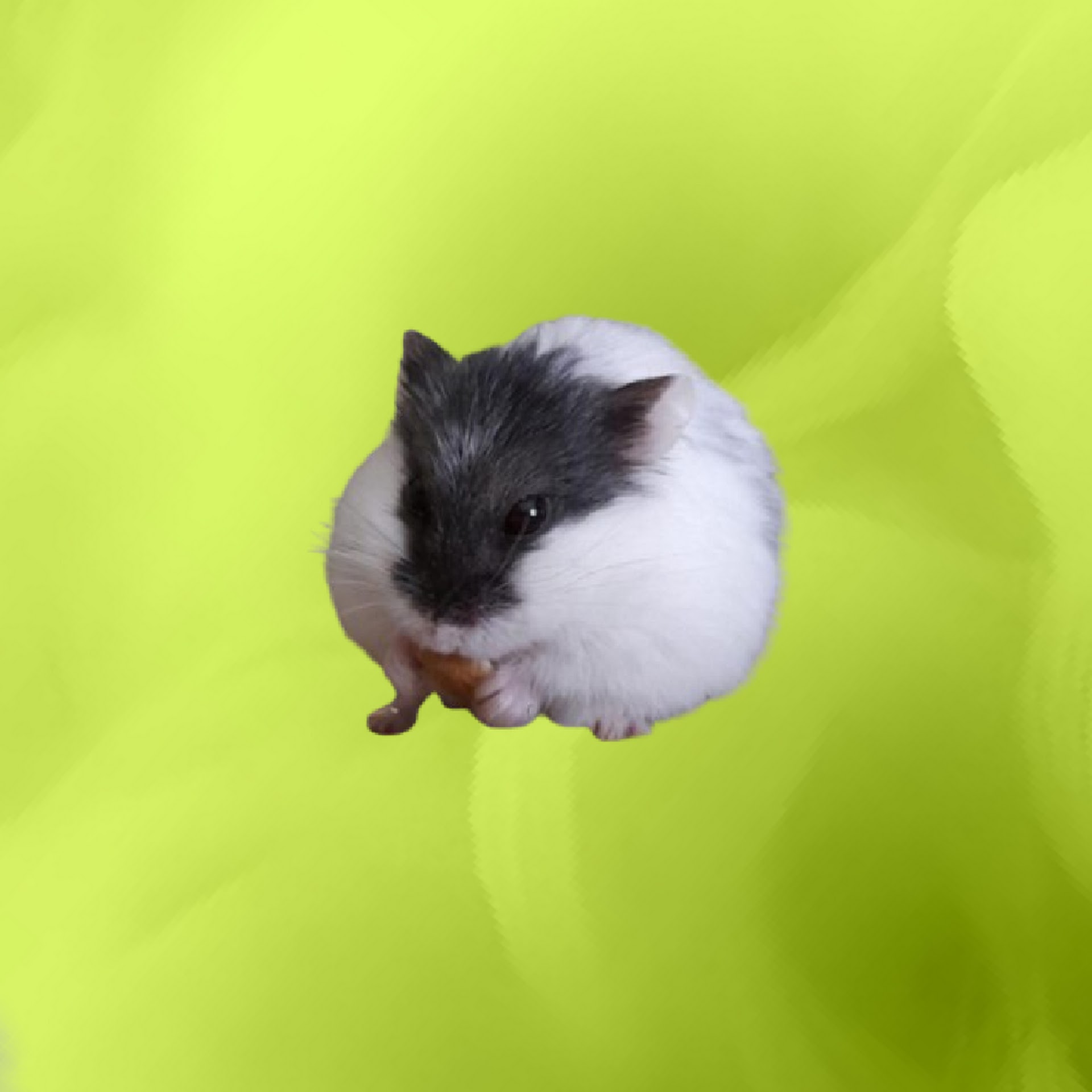 LeoRapYT