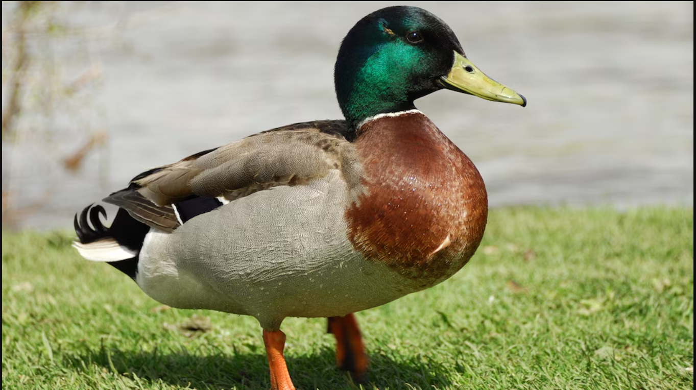 figetsgolore